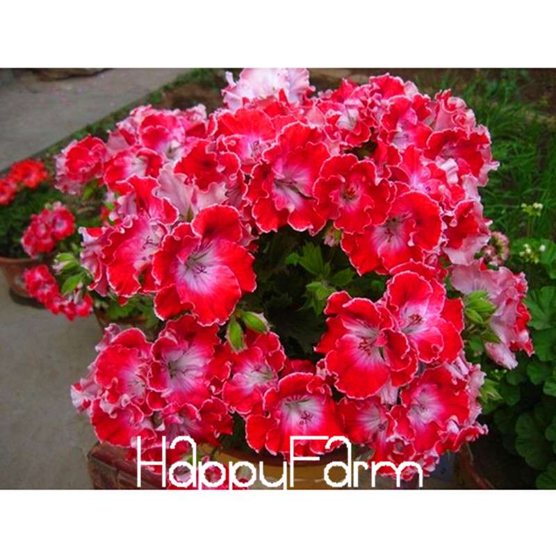 Buy Purple Univalve Geranium Seeds - Perennial Flower Seeds for Indoor Planting | Fast Shipping