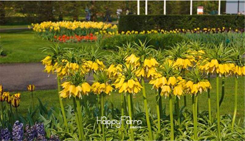 Yellow Imperial Crown Seeds - Easy to Grow, Lush Ground Cover for Home Garden (Imperialis Lutea)
