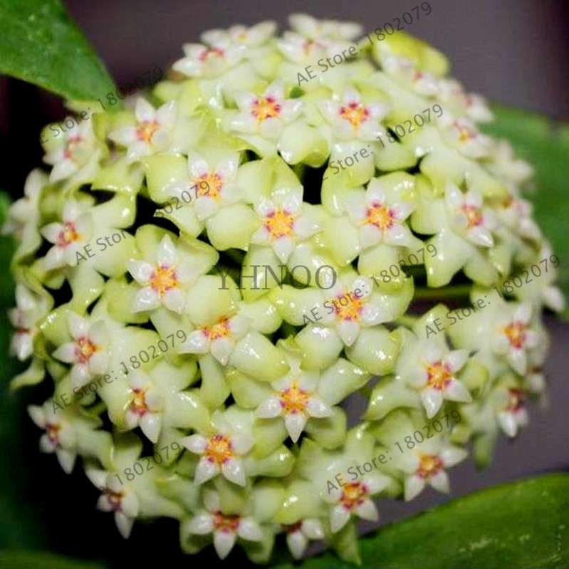 24 Color Hoya Carnosa Seeds - Rare Perennial Bonsai Plant for Home Garden