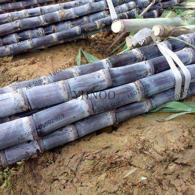 2025 New Sugar Cane Seeds - for Home Garden, Medicinal & Vitamin-Rich Planting (Non-GMO)