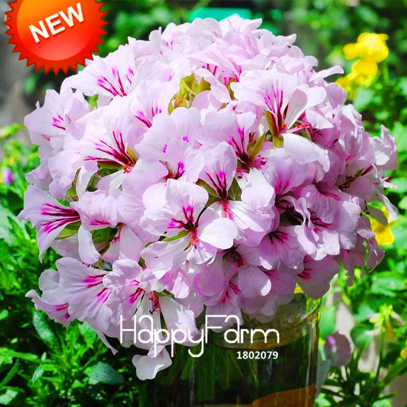 White & Purple Geranium Seeds Perennial Flower - Pelargonium Peltatum for Garden Planting