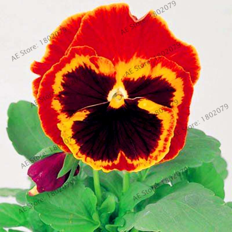 24 Colors Wavy Pansy Seeds - Viola Tricolor for Indoor Bonsai & Home Garden Planting