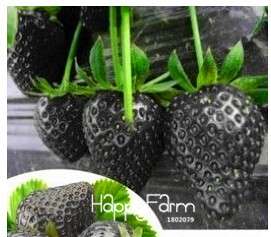 Giant Strawberry Seeds - Sweet, Fragrant & Juicy, - Rare Four Seasons Variety for Home Garden