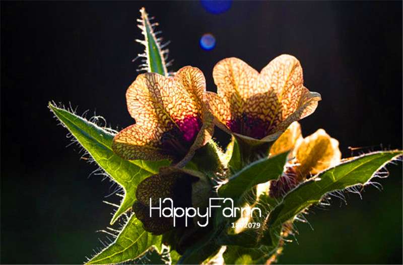 Hyoscyamus Seeds - Henbane Plant Seeds for Home Garden, Potted Bonsai & Flower Planting