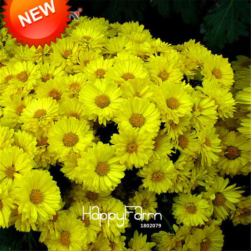 Yellow Callistephus Chinensis Seeds - Vibrant Balcony Bonsai Flowers, Fast-Growing Aster Seeds for Potted Gardens