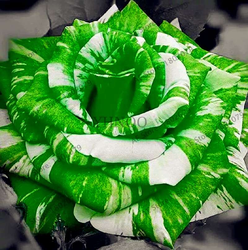 Rare Candy Stripe Rose Seeds - Mixed Color Bonsai Flower Seeds for Home Garden (Black, Blue)