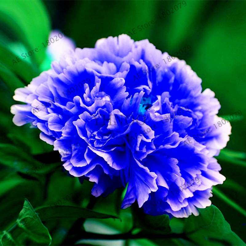 Rare Perennial Peony Seeds - Mixed Colors & Species, Bonsai Flower Tree for Home & Garden
