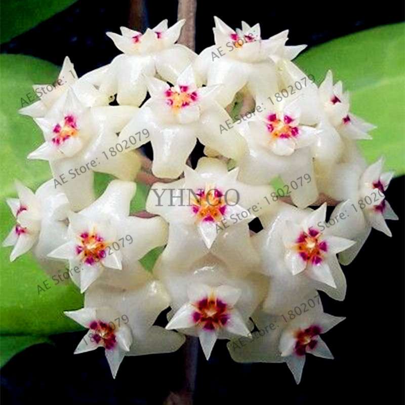 24 Color Hoya Carnosa Seeds - Rare Perennial Bonsai Plant for Home Garden