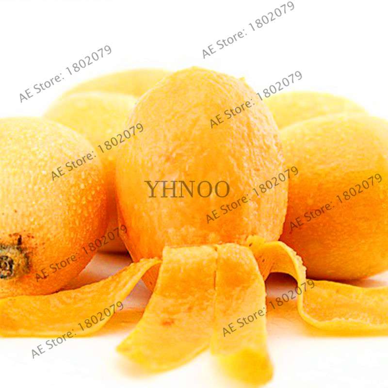 Premium Loquat Seeds - Sweet Fruit, Bonsai & Home Garden Planting, High-Quality for USDA Zones