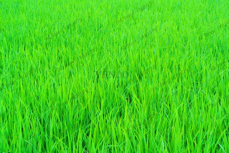 2025 Mixed Color Lawn Grass Seeds - Bag for Home & Garden | Fast-Growing, Vibrant Blends