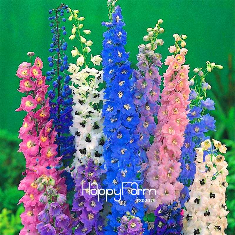 Rocket Larkspur Seeds - Easy-Grow Delphinium Flowers for Home Garden & DIY Potted Bonsai