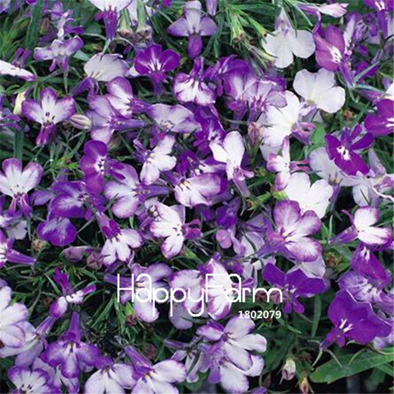Lobelia Seeds - Bonsai Flower, Creeper & Ground Cover Plants for Garden Landscaping | Fast-Growing