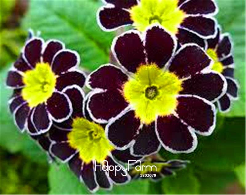 Rare Primrose Seeds - Fresh, Easy to Grow, Beautiful Blooming Flowers for Garden