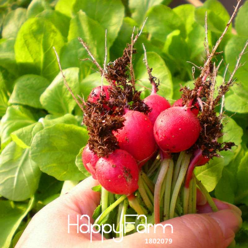 Organic Cherry Radish Seeds - for Balcony, Potted Planting, Fresh Green Veggies | Non-GMO