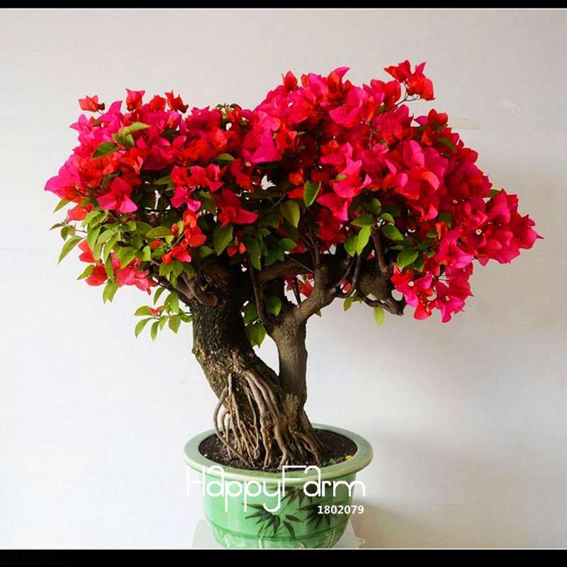 Red Bougainvillea Spectabilis Seeds - Perennial Bonsai Garden Flowers for Planting | Fast-Growing & Vibrant Blooms