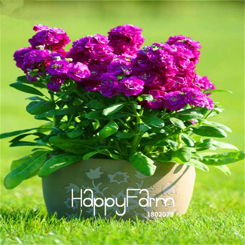 Violet Flower Seeds - Fragrant Matthiola Incana for Garden Planting, Easy Grow
