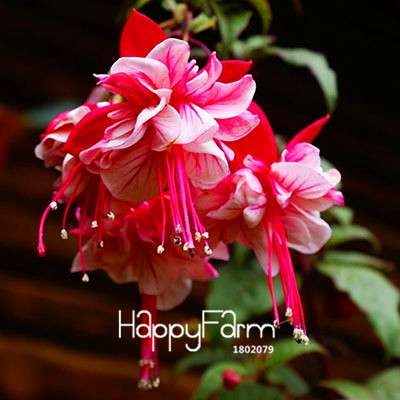 White Fuchsia Flower Seeds - Vibrant Hanging Potted Plants for Home & Garden | Fast-Growing