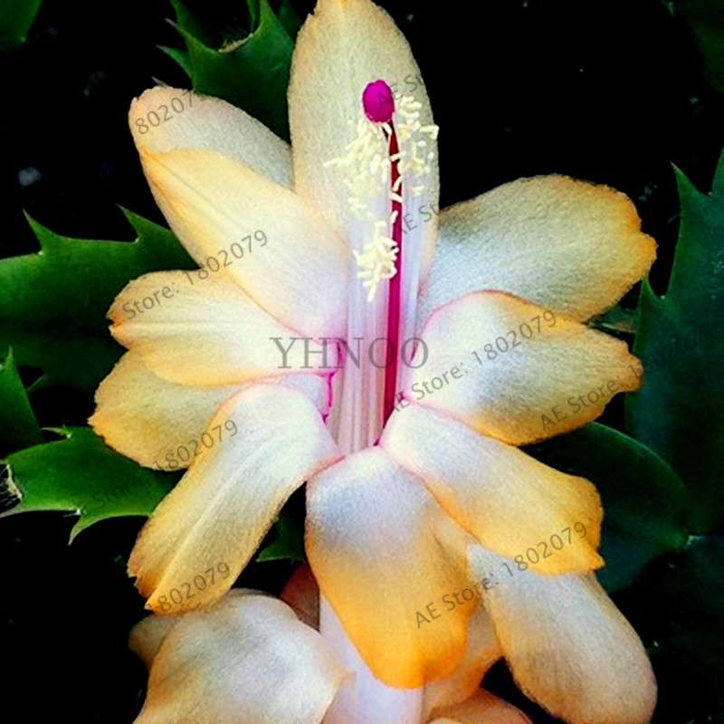 Mixed Color Christmas Cactus Seeds - Schlumbergera Bonsai Plant for Home & Garden Planting