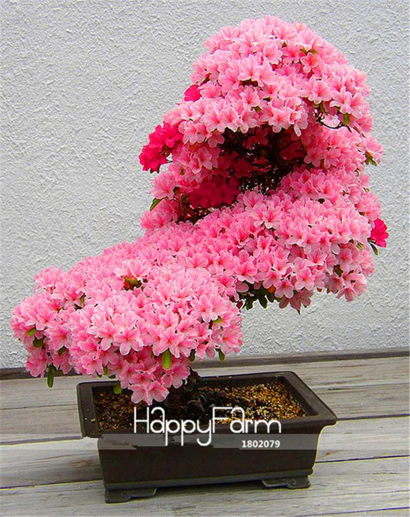 Japanese Sakura Bonsai Seeds - Easy DIY Garden Flower Kit for Home Planting