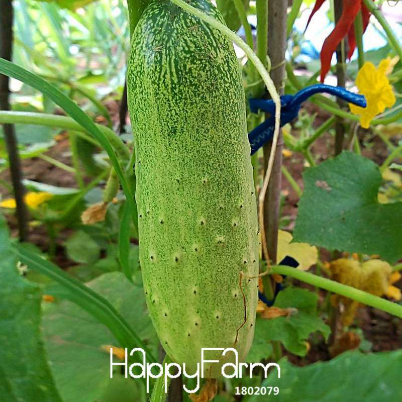 Japanese Cucumber Seeds for Planting - Fresh Garden, Balcony & Bonsai Vegetable Seeds (Cucumis Sativus)