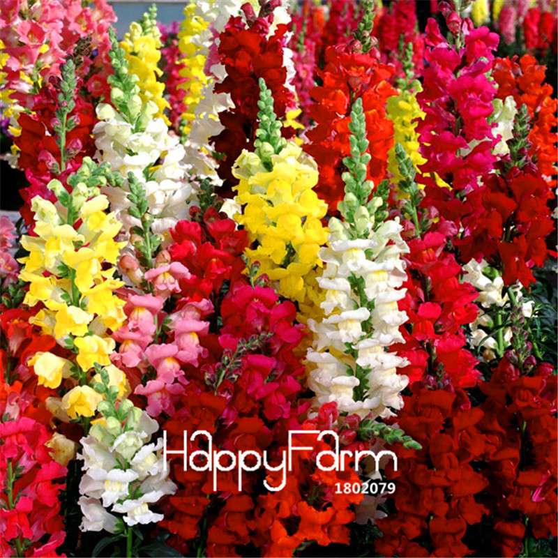 Snapdragon Seeds - Color Mix, Bonsai & Balcony Flowers, DIY Home Garden Planting - Non-GMO, Fast Growth