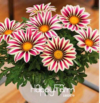 Vibrant Gazania Flower Seeds - Multicolor Mix for Stunning Blooms | Easy to Grow