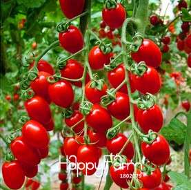 Italian Tree Tomato Seeds - Trip L Crop Variety - Fast Growing & High Yield - Free Shipping