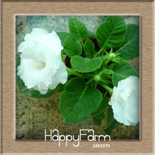 Vibrant 9-Color Gloxinia Seeds - Perennial Sinningia Speciosa, Bonsai & Balcony Flowers - USA-Grown
