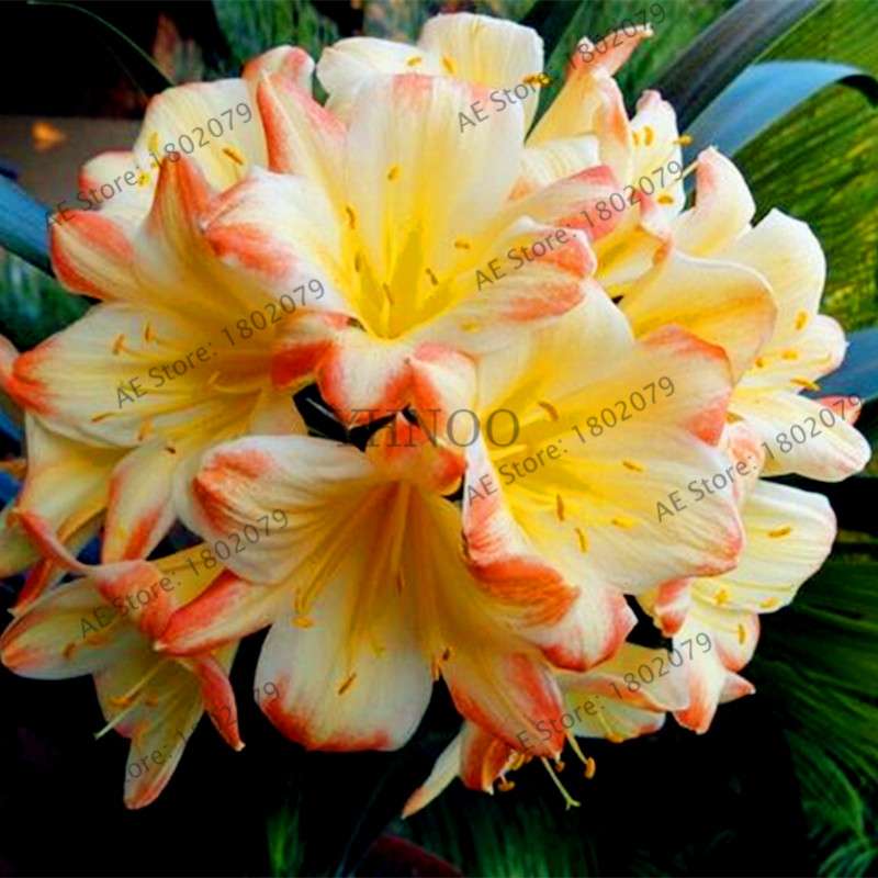 Chinese Clivia Seeds - Exotic Bonsai Flower for Home & Garden | Fast-Growing, Beautiful Blooms