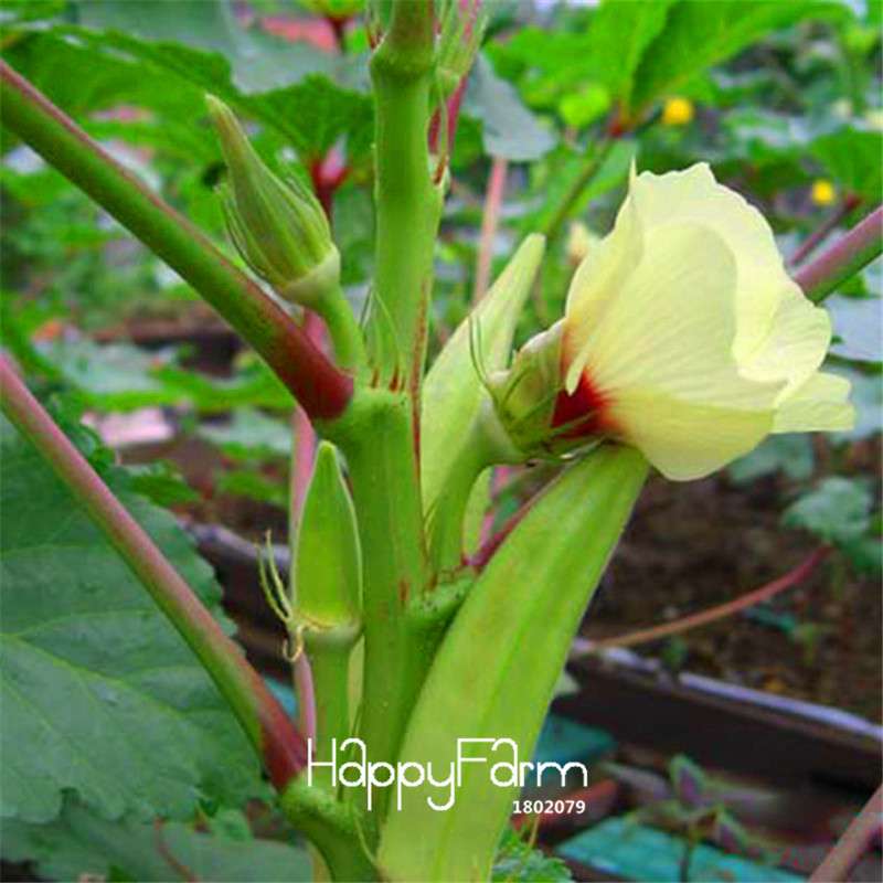 Organic Okra Seeds Non-GMO | Kidney Health, Garden & Potted Plants | USA Grown, Countryside Fun