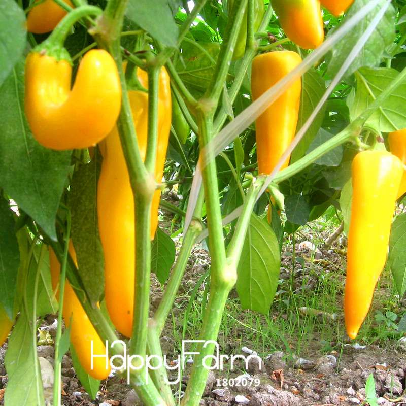 Organic Red Pepper Seeds - Non-GMO, for Home Garden & Courtyard Planting