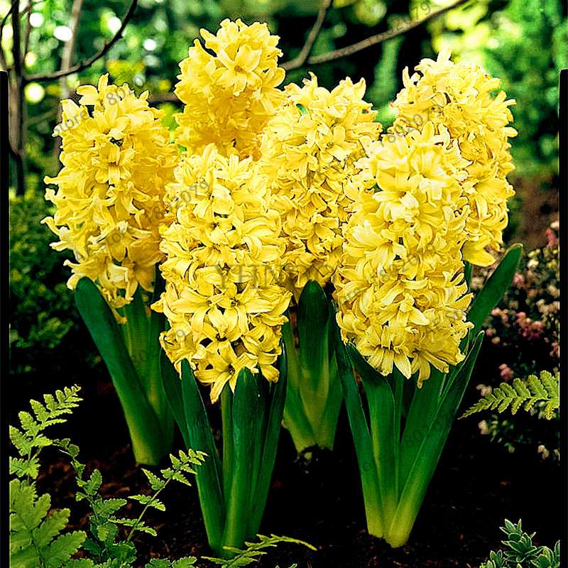 Hyacinth Seeds for Planting - Easy-Grow Potted Bonsai Flowers, Indoor/Outdoor Garden