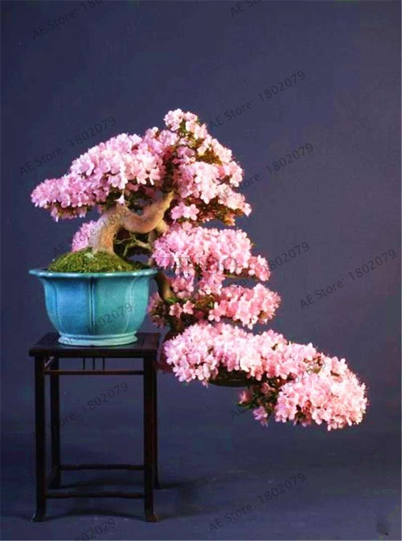 Rare Azalea Bonsai Seeds - DIY Home Garden Plants, Sakura-Like Blooms - Grow Japanese Cherry Flowers