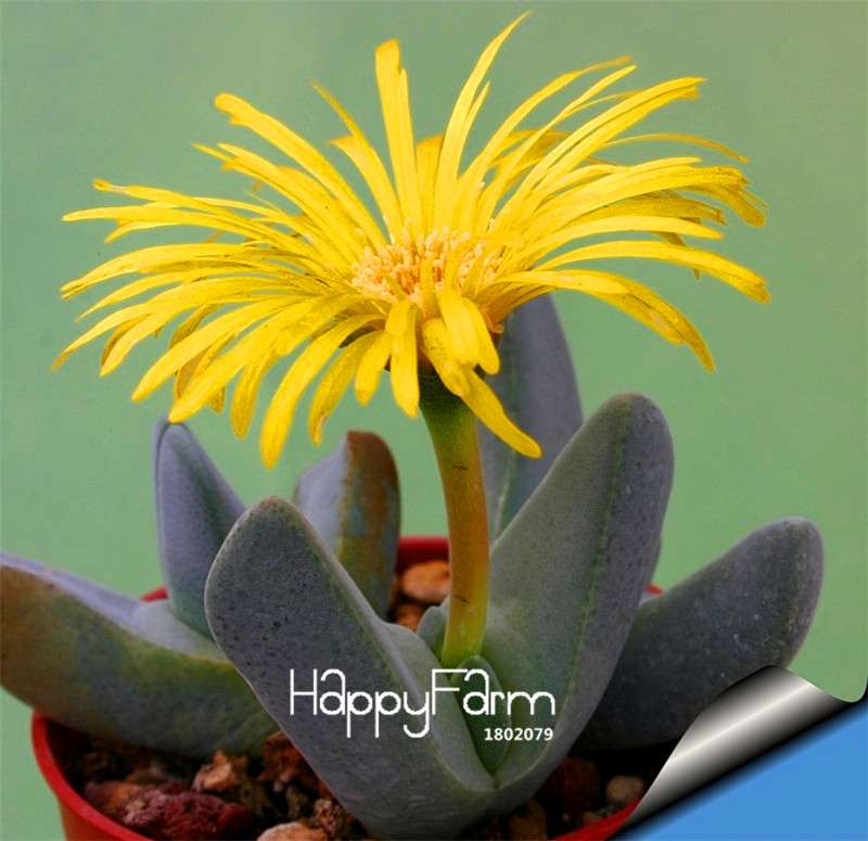Celestial Cactus Seeds - Potted Succulent Plants for Home, Office & Anti-Radiation - Easy to Grow