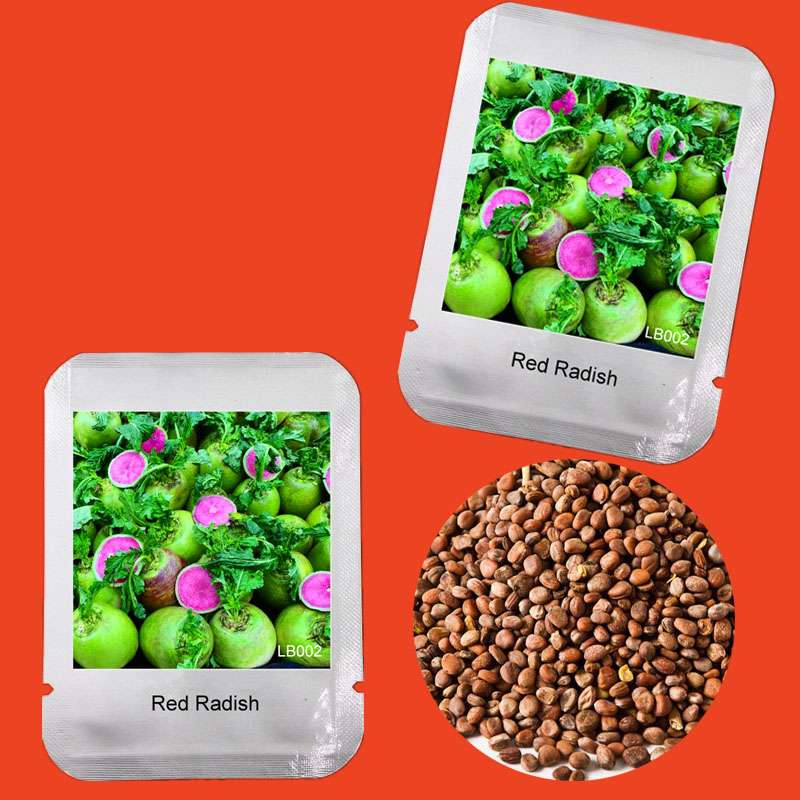 Red Radish Seeds - Delicious, Fast-Growing Vegetable & Bonsai Plant for Home Garden