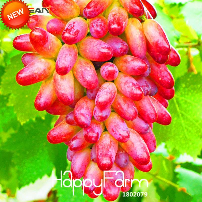 Sweet Kyoho Grape Seeds - Natural Beauty Fruit Seeds for Home Garden Planting