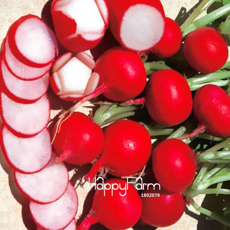 Cherry Belle Radish Seeds - Sweet, Delicious & Easy to Grow for Home Garden | Non-GMO, High Germination Rate