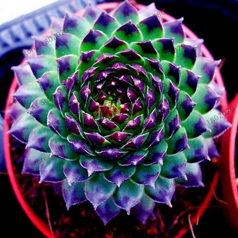 Premium Cactus & Succulent Seeds Mix - High Germination for Home & Garden Planting
