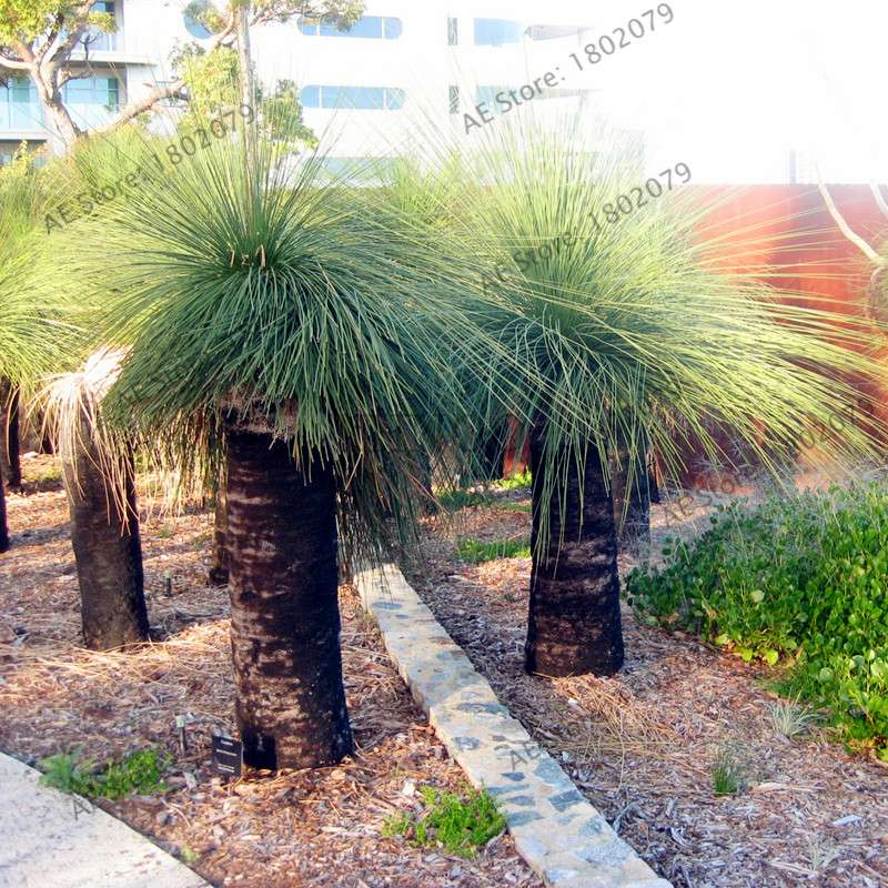 Rare Australian Grass Tree Seeds - Unique Bonsai & Ornamental Plant for Home & Garden | Fast Shipping