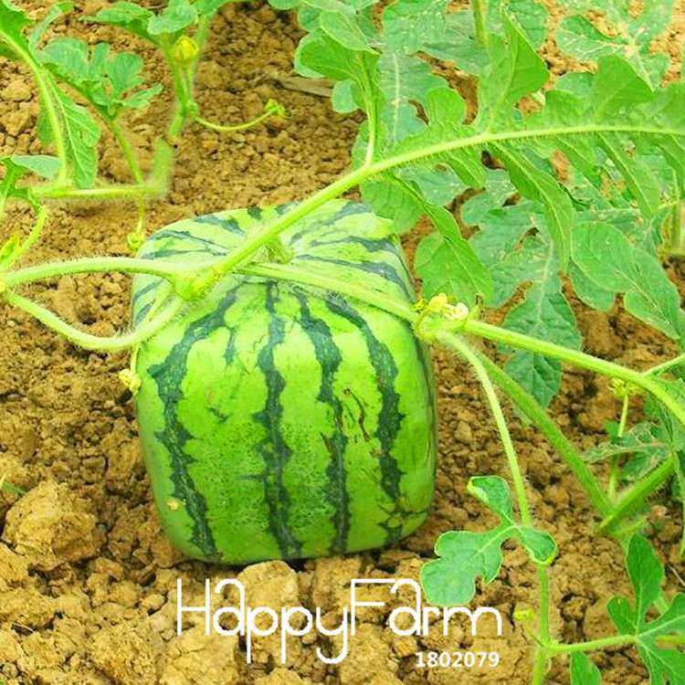 Rare Square Watermelon Seeds - Unique Geometric Shape, Sweet & Delicious Chinese Fruit for Home Garden