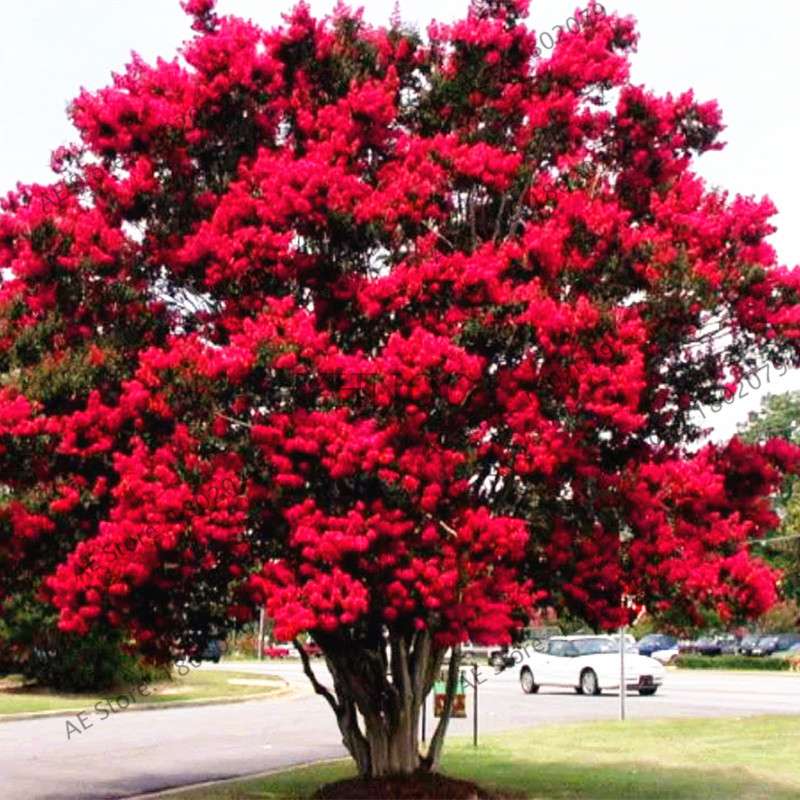 Crape Myrtle Seeds - Perennial Flowering Shrub for Home Garden, Yard & Outdoor Planting (Lagerstroemia)