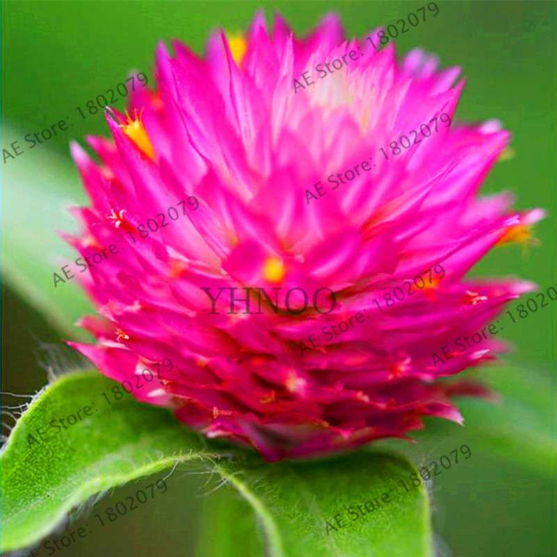 Rare Mini Gomphrena Globosa Seeds - Vibrant Perennial Flowers for Garden & Bonsai