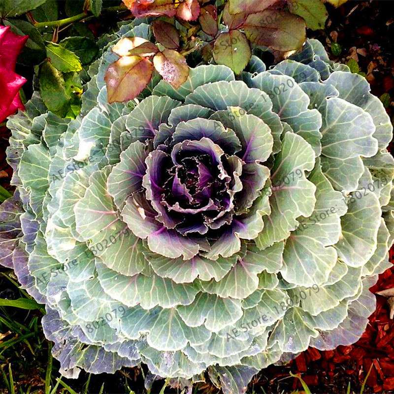Organic Cabbage Flower Kale Seeds - Edible, Delicious & Ornamental Plants for Home Garden & Bonsai