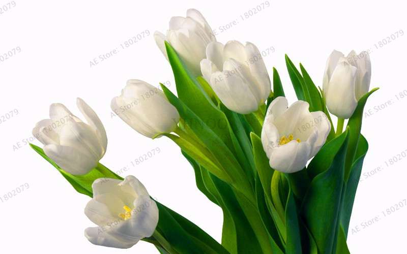 Rare Tulip Seeds - Beautiful Perennial Bonsai Flowers for Home & Garden Planting