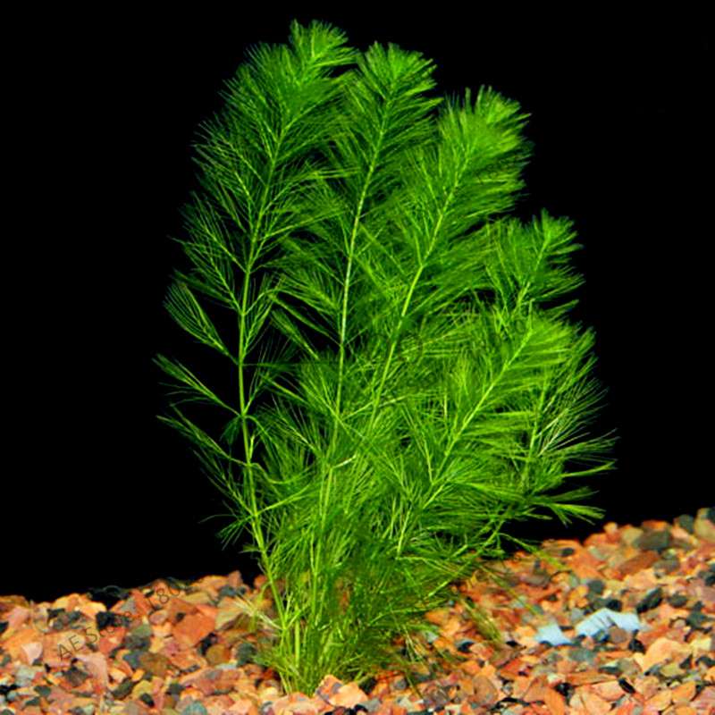 Mixed Aquarium Plants Seeds - Fish Tank Decor, Live Water Grass for Aquatic Plant Lovers