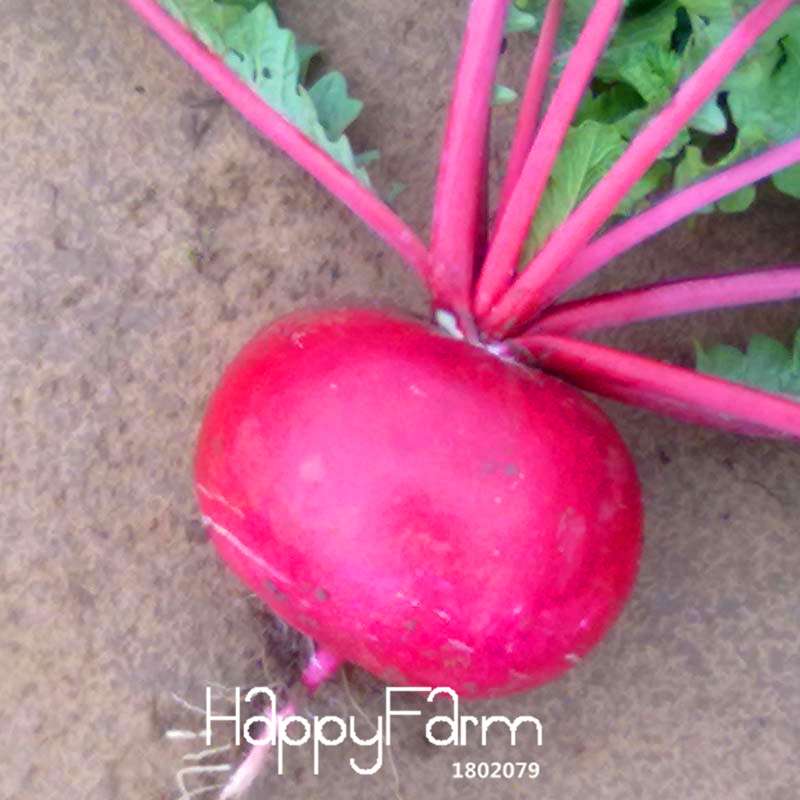 Organic Non-GMO Red Radish Seeds - Fresh Garden Vegetable Seeds for Home Planting