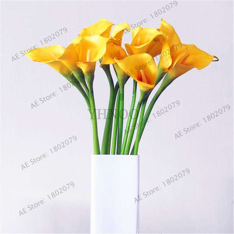 Rare Mixed Color Calla Lily Seeds - Beautiful Bonsai Flowers for Home Garden & Backyard Planting