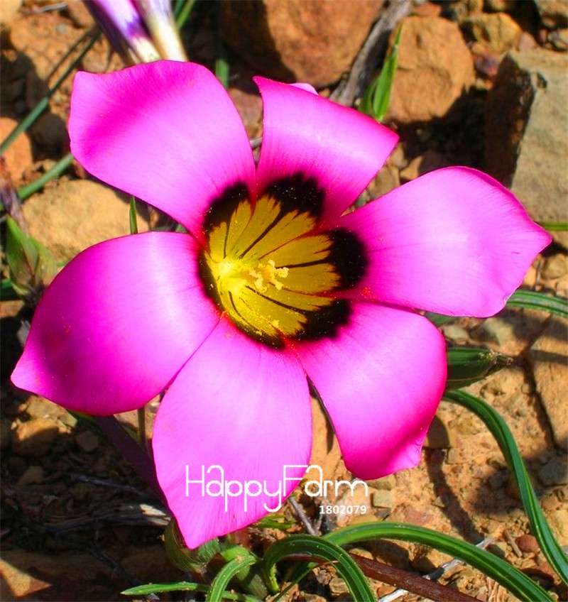 Romulea Flower Seeds - Rare, Fresh & Beautiful for Home Garden Planting