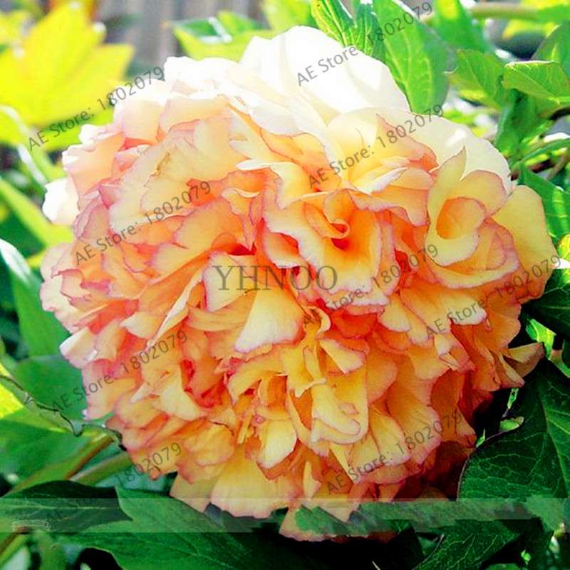 Rare Perennial Peony Seeds - Mixed Colors & Species, Bonsai Flower Tree for Home & Garden