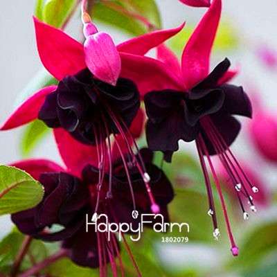 White Fuchsia Flower Seeds - Vibrant Hanging Potted Plants for Home & Garden | Fast-Growing